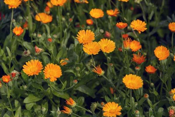 Sommer Hintergrund mit wachsenden Blumen Calendula, Ringelblume — Stockfoto