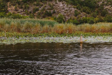 Karadağ 'daki Skadar Gölü Ulusal Parkı' nda yabani kuşlar