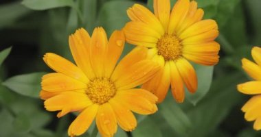 Büyüyen çiçekli parlak yaz arkaplanı, 4k