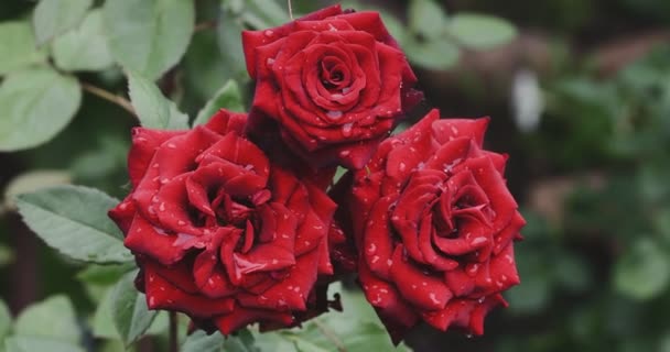 Бутоны Красных Роз Цветущие Саду Каплями Дождя Зеленый Летний Фон — стоковое видео