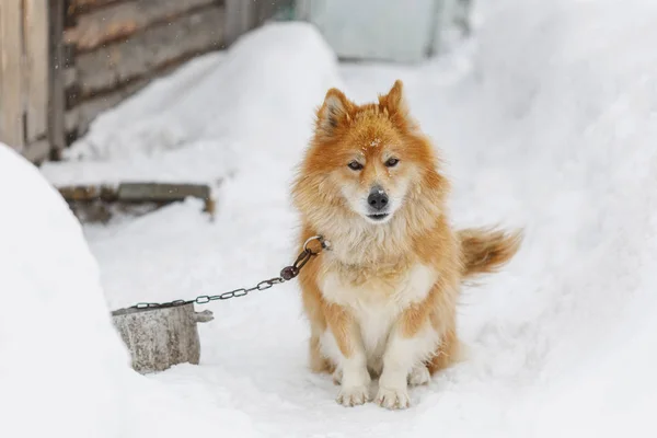 Retrato de perro encadenado rojo esponjoso al aire libre en invierno en la nieve —  Fotos de Stock