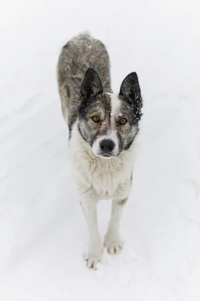 Portrait of gray dog outdoors in winter on snow — 스톡 사진