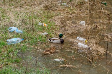 Atık şişelerle nehirde yüzen ördek, plastik çöp kirliliği konsepti
