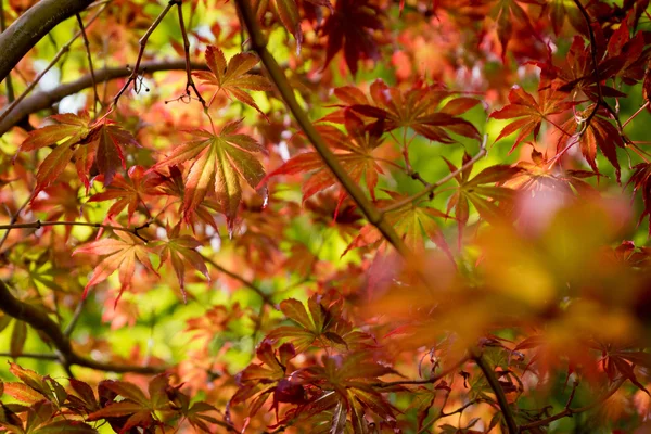 Folhas de bordo vermelho japonês. Outono outono temporada cor . — Fotografia de Stock