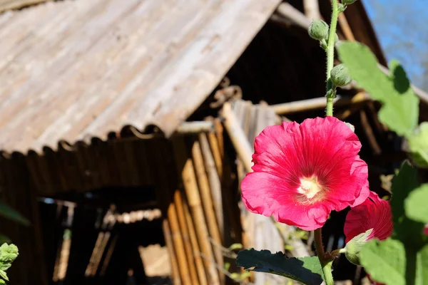 Yerel Tay tarzı ev ve mavi gökyüzü güzel kırmızı çiçek çiçek — Stok fotoğraf