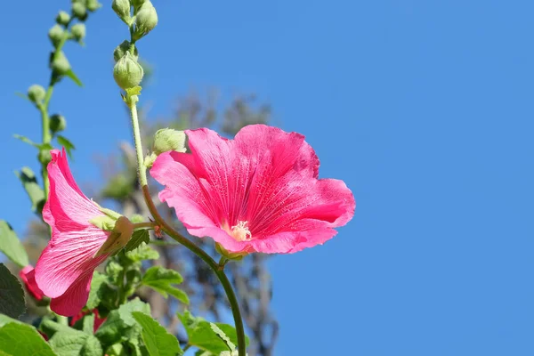 Doğal yeşil bahçe ve mavi gökyüzü güzel kırmızı çiçek çiçek — Stok fotoğraf