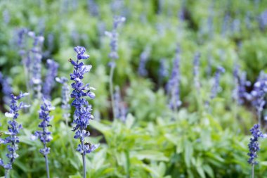 Mor lavanta çiçeği alan Bahçe çiçek. güzel doğal arka plan.