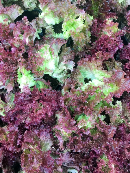 fresh organic red oak leaf lettuce salad vegetable farm. raw lolla rosa lettuce healthy veggies natural food background. top view.