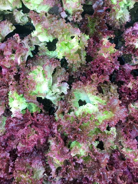 fresh organic red oak leaf lettuce salad vegetable farm. raw lolla rosa lettuce healthy veggies natural food background. top view.