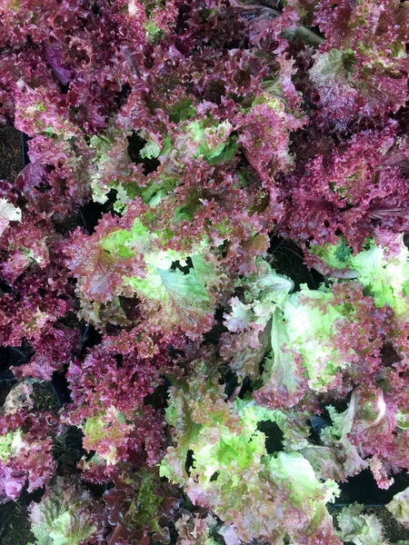 Verse biologische red oak leaf sla salade plantaardige boerderij. ruwe lolla rosa Sla gezonde groenten natuurvoeding achtergrond. bovenaanzicht. Stockafbeelding