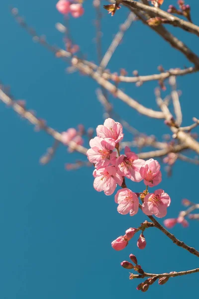 Pink white Cherry dahan bunga mekar yang indah di taman dengan langit biru, Wild Himalayan Cherry, Sakura. Latar belakang musim dingin alami. warna hipster retro vintage . Stok Foto