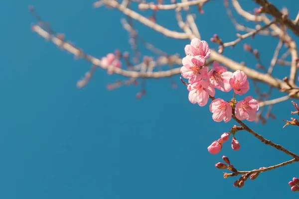 Pink white Cherry dahan bunga mekar yang indah di taman dengan langit biru, Wild Himalayan Cherry, Sakura. Latar belakang musim dingin alami. warna hipster retro vintage . Stok Gambar Bebas Royalti