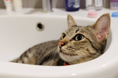çok güzel komik kedi beyaz lavabo banyo yalnız yalan.