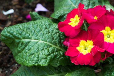 yeşil renkli kırmızı sarı çiçekler süs Bahçe bırakır. Parlak gün ışığı. güzel doğal çiçek açan primula acaulis bahar yaz aylarında.
