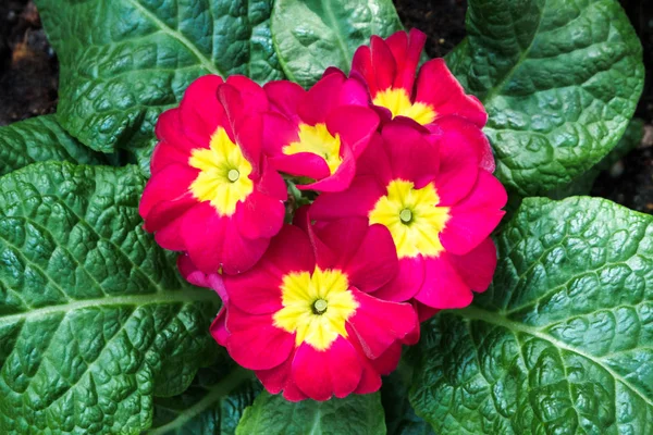 Kleurrijke rode gele bloemen met groene bladeren in decoratieve tuin. helder daglicht. mooie natuurlijke bloeiende primula acaulis in lente zomer. Stockfoto