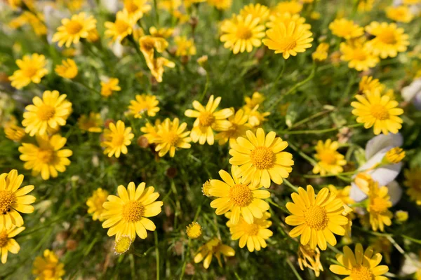 Gele daisy bloemen weide veld in Tuin, heldere daglicht. mooie natuurlijke bloeiende madeliefjes in lente zomer. Stockfoto