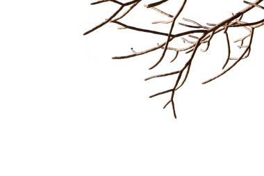 çıplak ağaç dalları izole beyaz arka plan ile. güzel doğal yapraksız dal odunsu bitki şekil solmuş. 