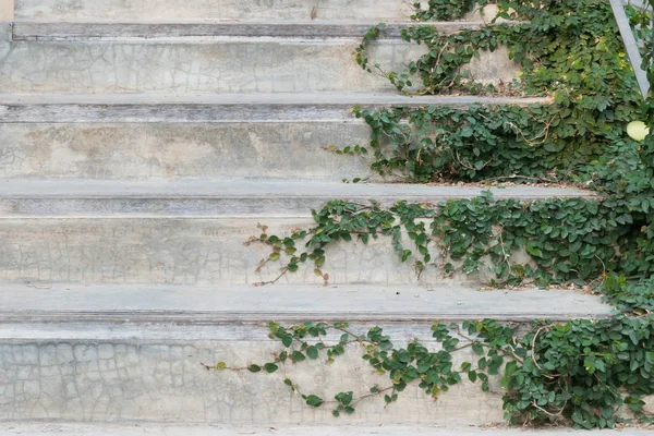 Escaleras de cemento blanco cubiertas hojas verdes planta de hiedra. casa verde decoración del hogar idea de diseño . — Foto de Stock