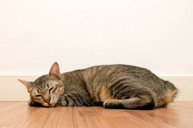 Beyaz boş boşluk duvar ile ahşap katta uyuyan kedi. sevimli kedi dinlenme kapatın gözleri evde.
