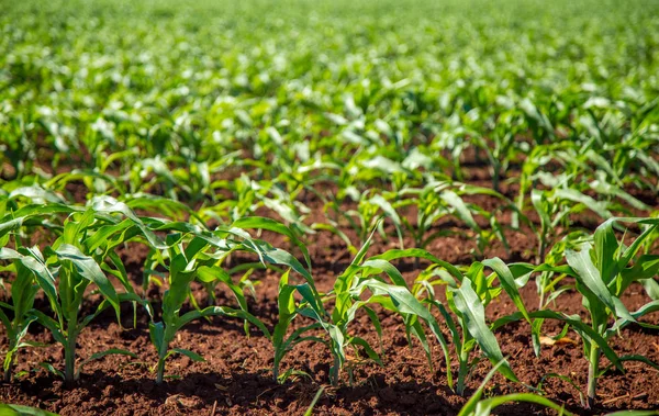 Corn plant plantacao milho — Stock Photo, Image