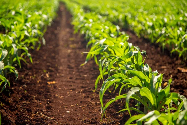 Corn plant plantacao milho — Stock Photo, Image