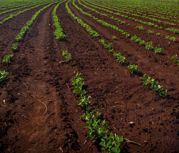 Plantación de cacahuete plantao amendoim —  Fotos de Stock