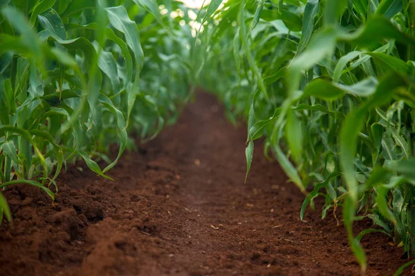 Corn plant plantao milho — Stock Photo, Image