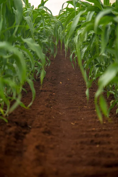Corn plant plantao milho — Stock Photo, Image