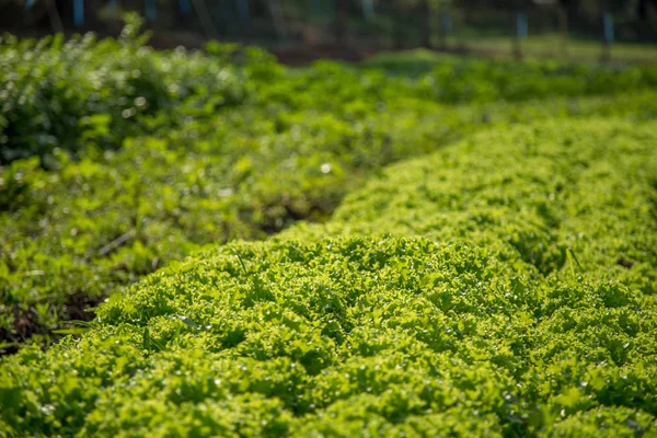 Plantation de légumes orta — Photo