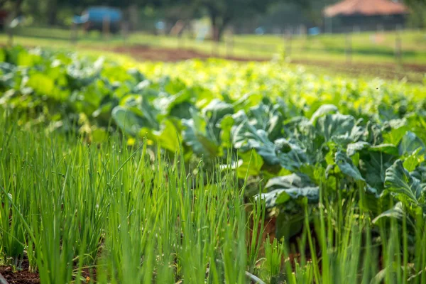 Plantation de légumes orta — Photo