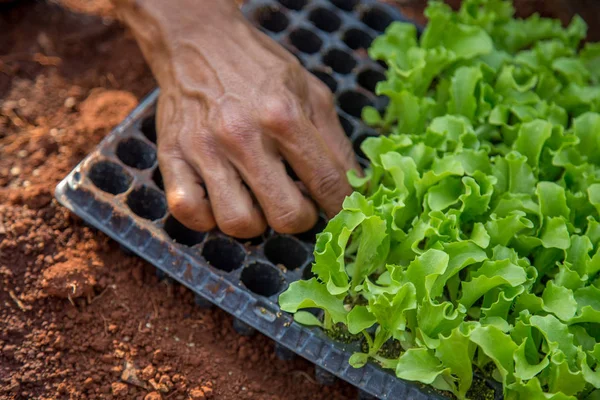 Plantation de légumes orta — Photo