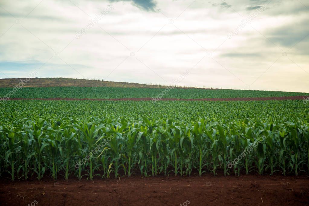 corn plant plantao milho