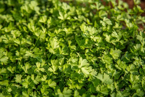 Plantation de légumes orta — Photo