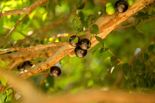 Jabuticaba arvore madura —  Fotos de Stock