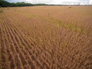 Soya ekimi tesisi alanı