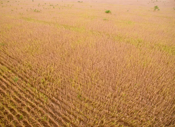 大豆のプランテーション植物フィールド — ストック写真