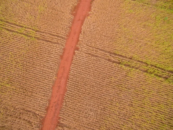 大豆のプランテーション植物フィールド — ストック写真