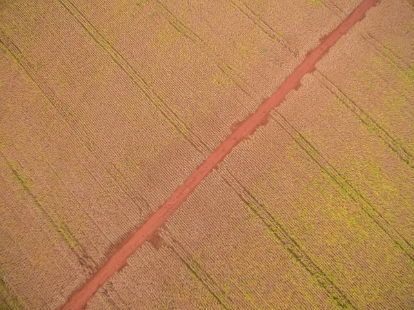 Soja plantação planta campo feijão — Fotografia de Stock