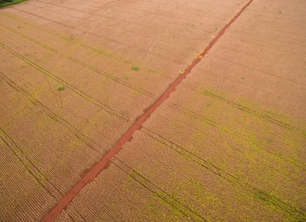 大豆のプランテーション植物フィールド — ストック写真