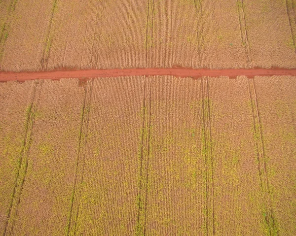 Soy plantation plant field bean — Stock Photo, Image