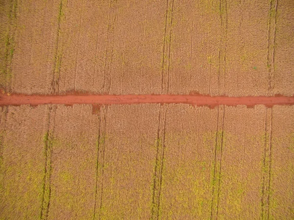 Soja plantação planta campo feijão — Fotografia de Stock