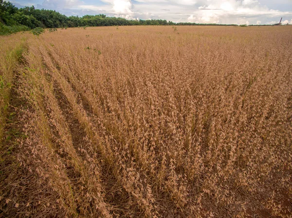 Soya ekimi tesisi alanı
