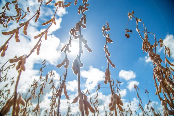 Soja plantación planta campo frijol — Foto de Stock