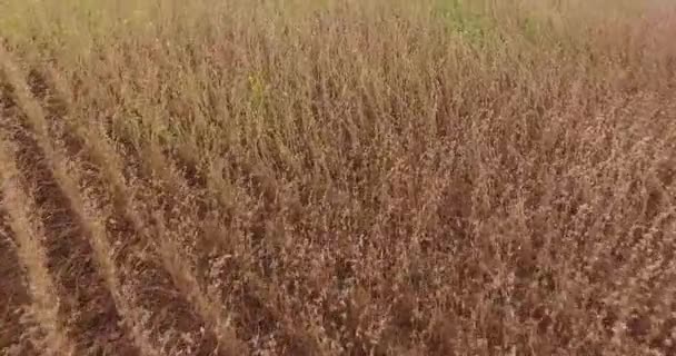 大豆のプランテーションの農村 — ストック動画