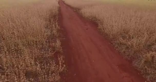 Соєві плантації сільських — стокове відео