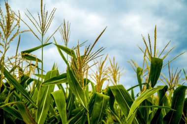 Mısır bitki doğal