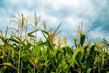 Mısır bitki doğal