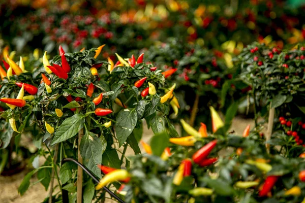 Чилийский перец красный — стоковое фото