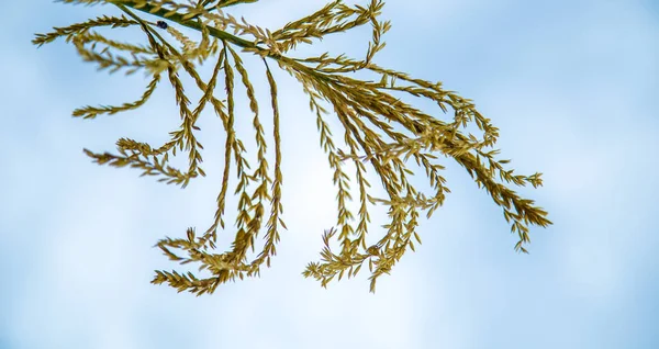 Mısır bitki doğal