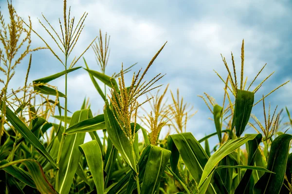 Mısır bitki doğal